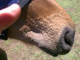 horse.jpeg
