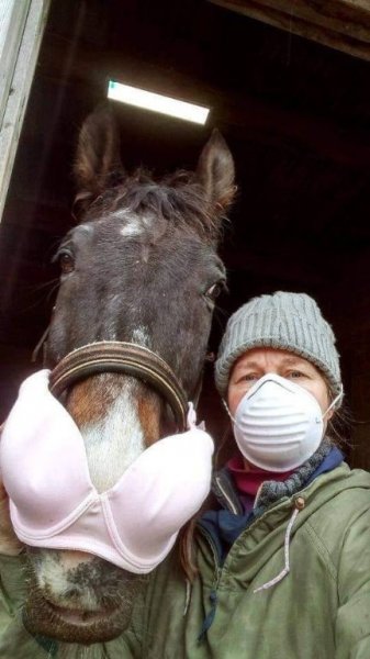 horse mask.jpg