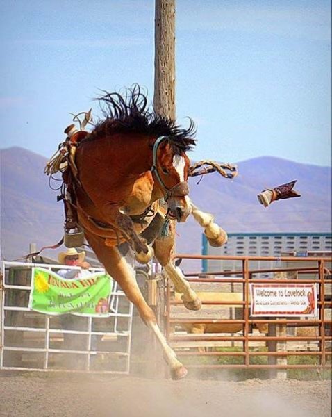 horse shoe.jpg