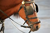 horse with blinders.jpg