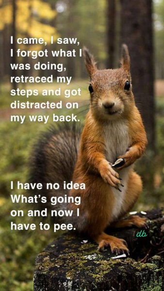 i came i saw i forgot squirrel.jpg