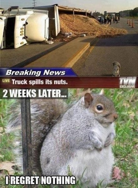 i regret nothing squirrel.jpg