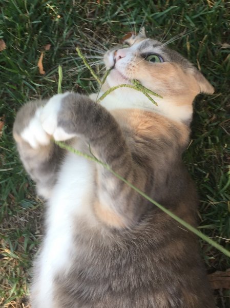 image.jpeg