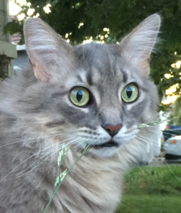 image.jpeg