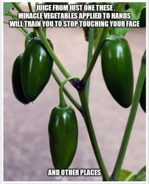 jalapena training vegetables.jpg
