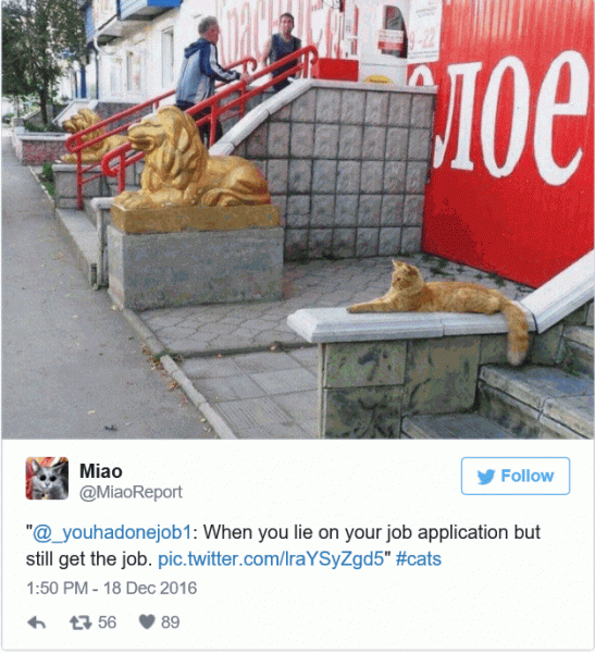 Job App.gif