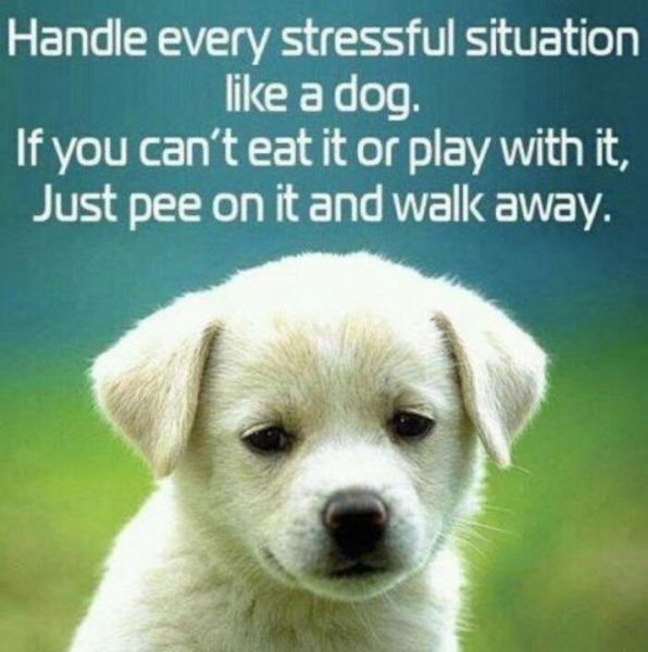 labpup[1].jpg