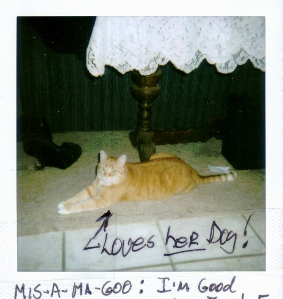 LittleCat_a.jpg