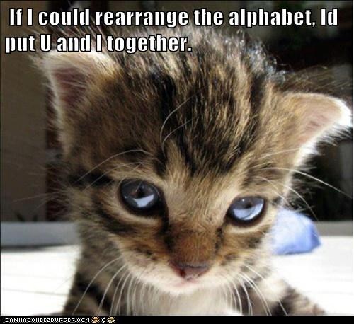 LOLcat_cute_kitten.jpg