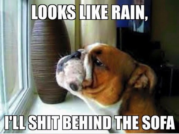 looks like rain bulldog.jpg