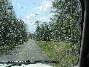 love-bugs-smashed-on-windshield-300x224.jpg