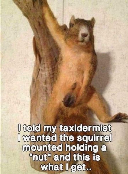 mounted squirrel holding a nut.jpg