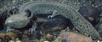 mudpuppy.png