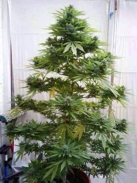 my first christmas tree.jpg