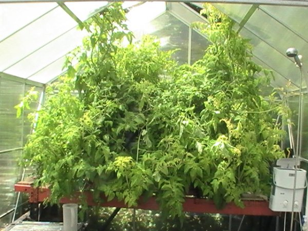 one plant.JPG