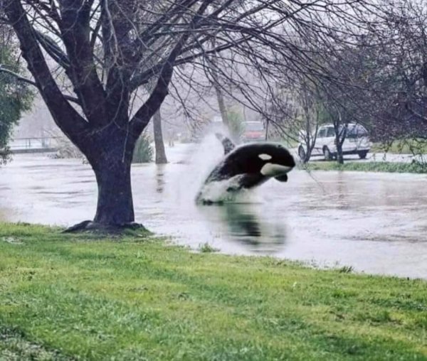 orca on a flooded texas street.jpg