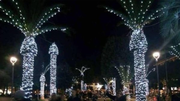 palm tree christmas lights.jpeg