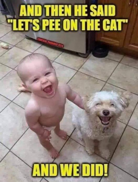 pee on the cat.png