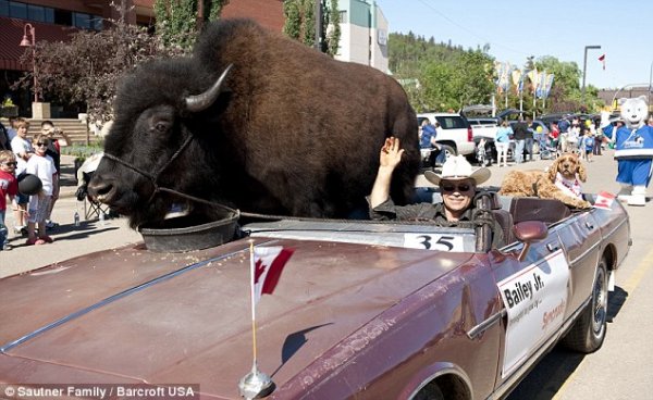 PetBuffalo.jpg