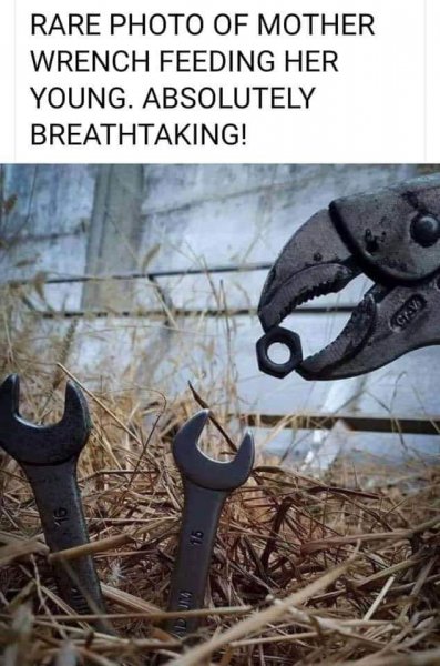 photo of mother wrench feeding her young.jpg