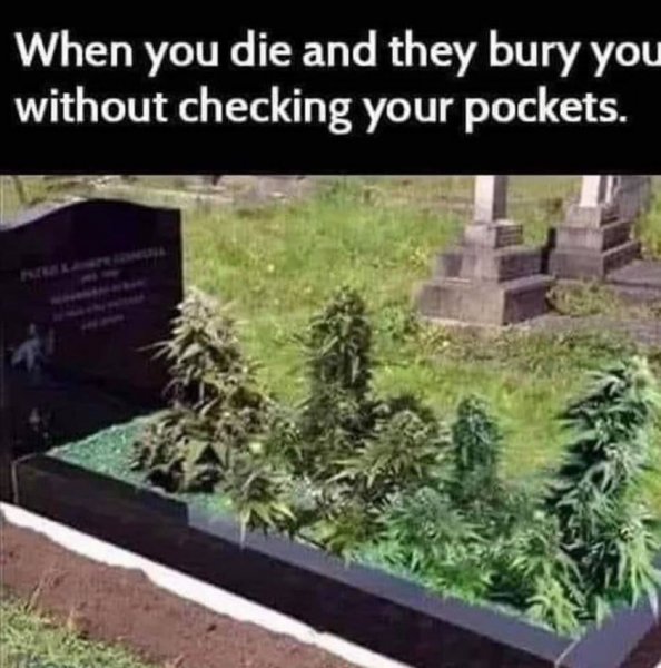 pot growing on grave.jpg