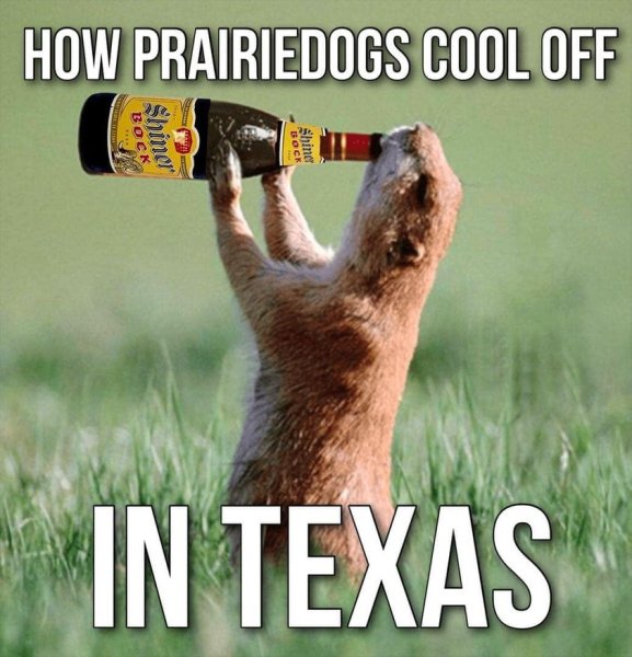 prairie dogs cooling off in texas.jpg