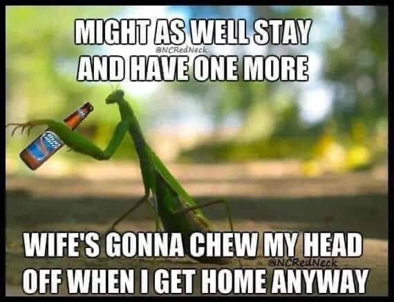praying mantis loses head.jpeg