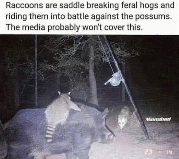 raccoons riding feral hogs into battle against possums.jpg