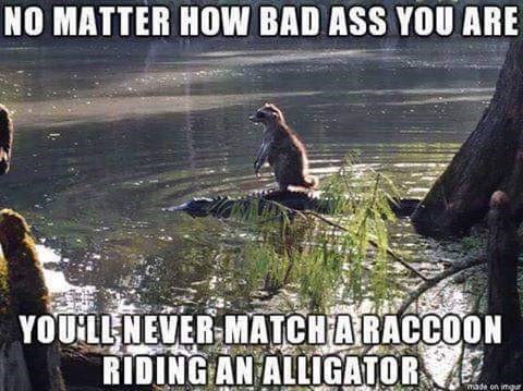 racoon ridn gator.jpg