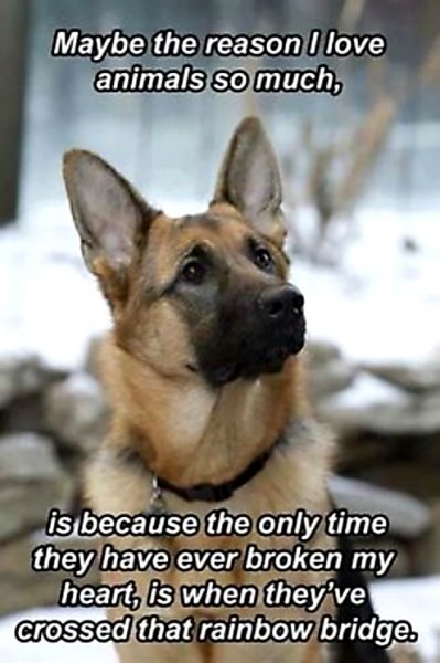 Rainbow bridge - dog.jpg