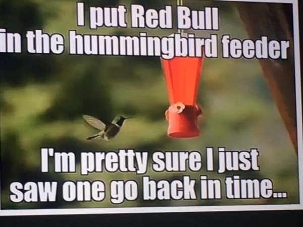 red bull in hummingbird feeder.jpg