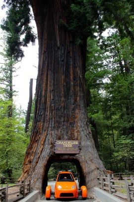 redwood elio.jpg