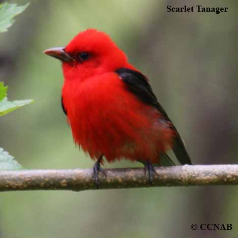 scarlet-tanager-10.jpg