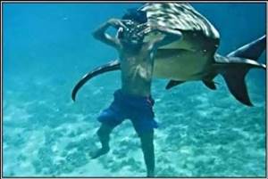 shark bait.jpg