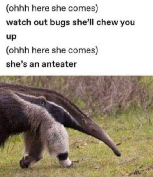 shes an anteater.jpg