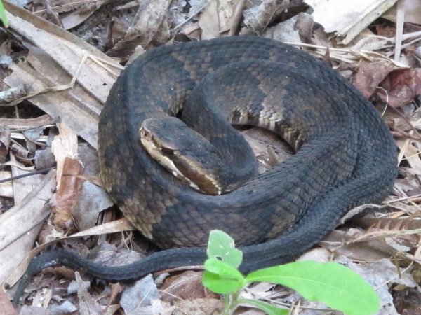 Snake_Cottonmouth,.jpg
