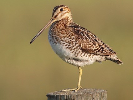 snipe.jpg