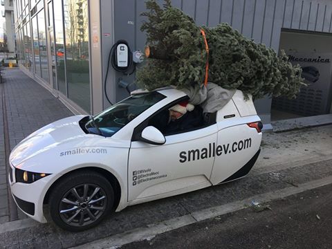 solotree.jpg