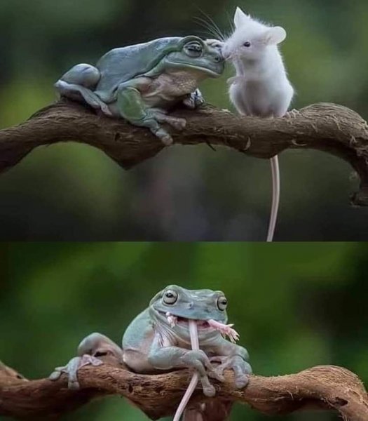 some friends not trustworthy frog eats mouse.jpg