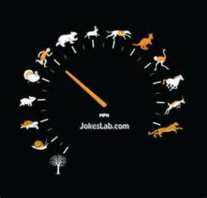 speed 1.jpg