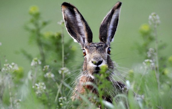 splitting hares.jpg