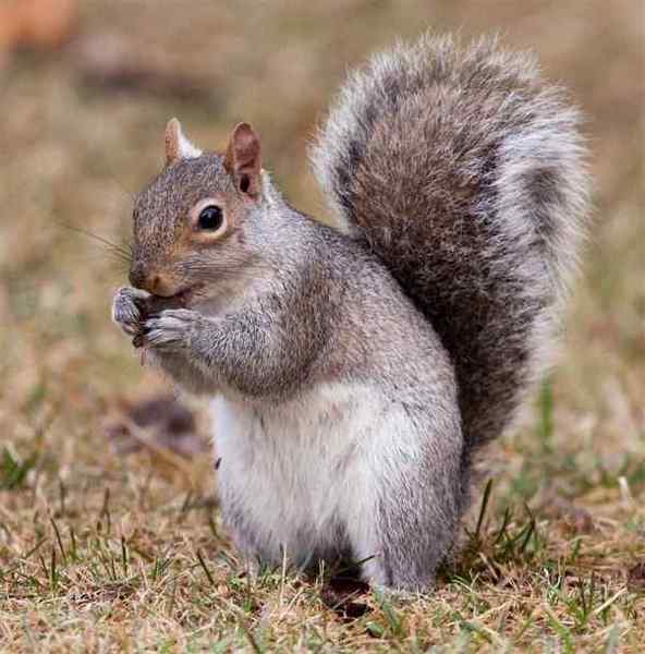 squirrel-eating-acorn.jpg