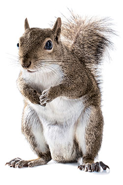 squirrels140127_250.jpg