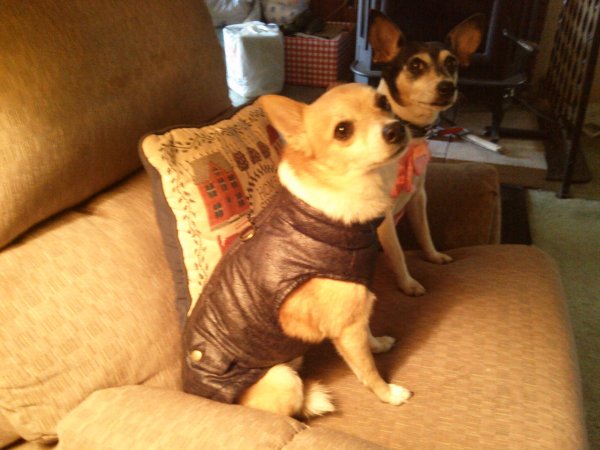 Tippy front dressed.jpg