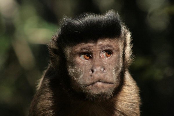 tufted-or-brown-capuchin-monkey-cebus-apella9(1).jpg