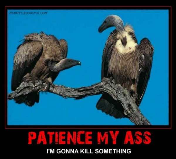 vultures.jpg