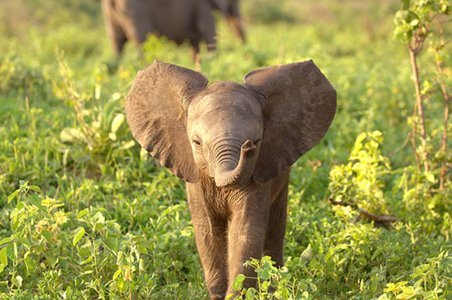 twistedsifter.com_wp_content_uploads_2012_05_adorable_baby_elephant_1.jpg